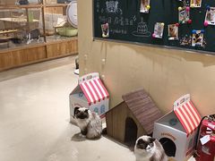 -藏猫猫咖啡主题馆(中央大道店)