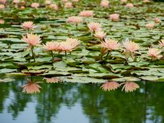 -白鹭湾湿地公园