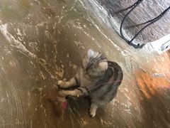 -猫猫幼稚园·撸猫·桌游·电玩