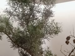 -雲說·花(西宸天街店)