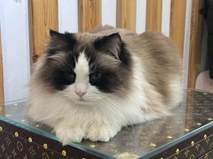 -青奢宠物·青奢猫舍