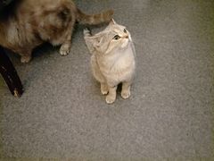 -猫色咖啡·猫咖