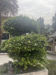 -爱帝宫月子中心(罗湖别墅院)