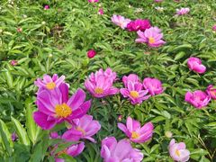 -济南国际园博园