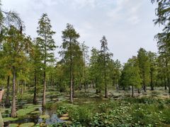 -池杉湖湿地公园