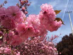 -莱阳濯村樱花园