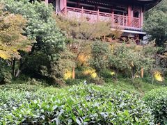 -十八棵（老龙井）御茶园(老龙井店)
