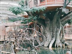 -南宫五洲植物乐园