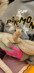 -神奇动物撸宠馆·羊驼·小浣熊·异宠(豫园店)
