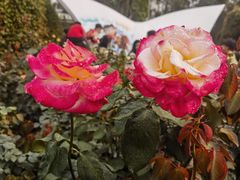 -人民公园(罗湖区)