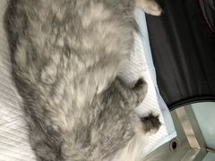 -中农大我爱我爱24h动物医院·中医针灸·猫专科·骨科医疗中心(双井店)
