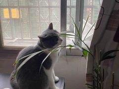 -宠爱国际动物医院· 猫科· 外科·中兽医(长白店)