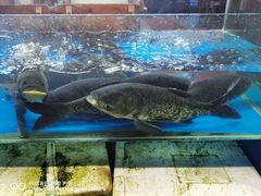 -浔味·山屿湖·正宗淳牌全鱼宴老字号