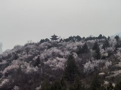 -白水寺森林公园