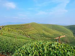 -龙坞茶村