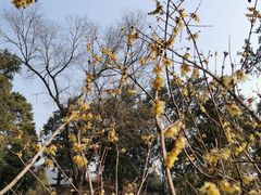 -香山公园