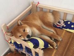 -BABYDOG宝贝狗宠物乐园(欧洲城店)