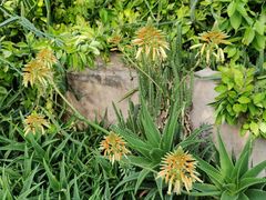 -北京植物园-展览温室