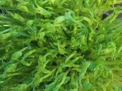 -巴九门老火锅(来福士打望店)
