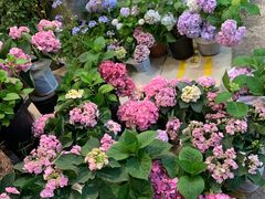 -双季花艺园艺市场(浦东店)