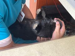 -艾贝尔宠物医院·24H转诊中心·肿瘤猫专科(江宁双龙店)