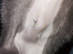 -纳吉亚猫专科动物医院·北北分院