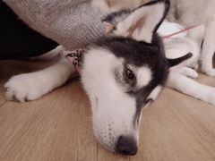 -Husky Go! 哈士奇体验馆·宠物咖啡厅狗咖