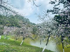 -番禺大夫山森林公园