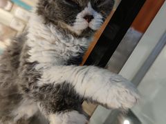 -猫小院猫主题咖啡厅(北锣店)