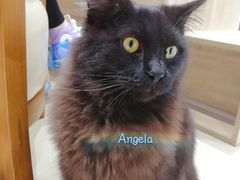 -藏猫猫咖啡主题馆(中央大道店)