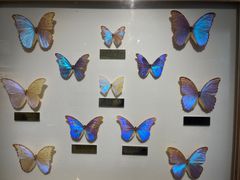 -上海昆虫博物馆