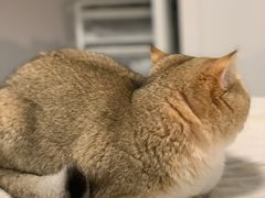 -东方名猫馆·英短金渐层布偶猫舍(环线广场1号楼店)