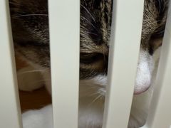 -爱妮康宠物医院·干细胞免疫细胞·肿瘤·心脏(张江店)