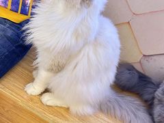 -猫冇咖·家门口的撸猫馆(大融城店)