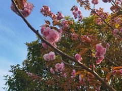 -高东镇樱花园