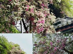 -深圳国际园林花卉博览园