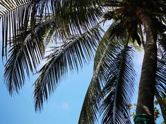 -三亚海棠湾万丽度假酒店