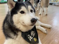 -Husky Go! 哈士奇体验馆·宠物咖啡厅狗咖