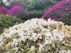 -东莞植物园