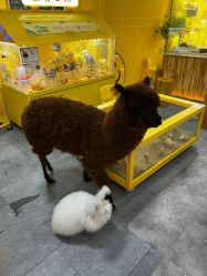 -神奇动物撸宠馆·羊驼·小浣熊·异宠(豫园店)