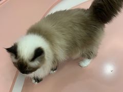 -1013 PET SHOP 宠物商店(近铁城市广场店)
