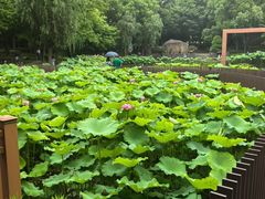 -陈家山荷花公园