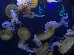 -珠海长隆海洋王国