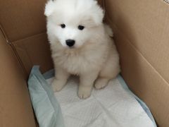 -翊宠yipet猫狗购宠庄园犬舍•猫舍