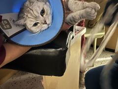-瑞派康怡24h宠物医院·犬猫医疗中心·微创绝育(瑞景分院)