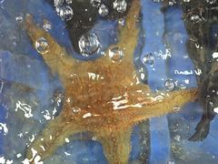 -蓝湾碧波·老字号·疍家非遗海上餐厅