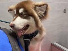 -宠福鑫康馨动物医院·骨科·眼科