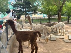 -鄂尔多斯野生动物园