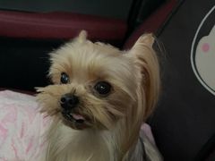 -帕帕拉兹宠物(亚洲旗舰店)