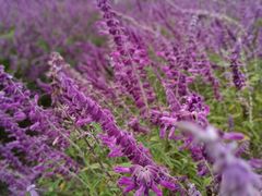 -嘉北郊野公园